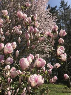 magnolias