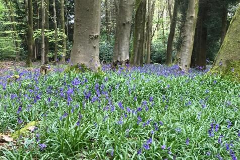 blue bells