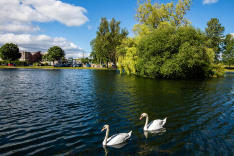 Local area 2 swans in pond