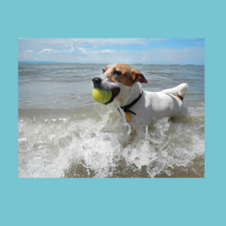 DOG FRIENDLY BEACHES