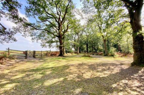 New Forest.jpg