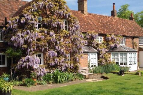 Wisteria