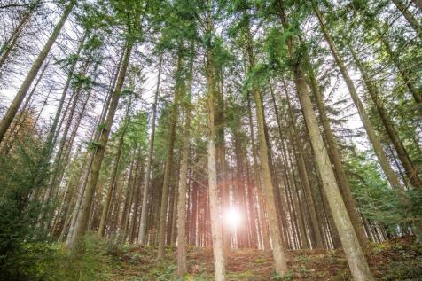 Surrounding local woodland area to Bucksburn