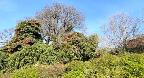 Wood Garden