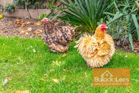(Chickens not inc:) 