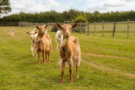 Goats