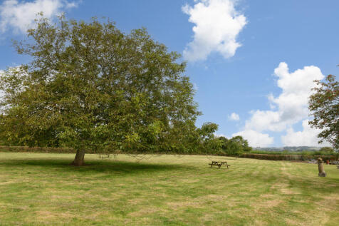 Paddock with walnut tree