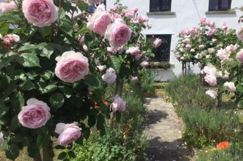 Roses lining the front path (vendor supplied)