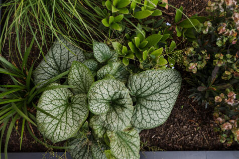 Mature planting