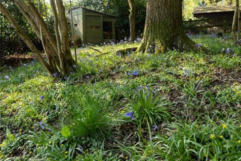 Bluebells In Garden