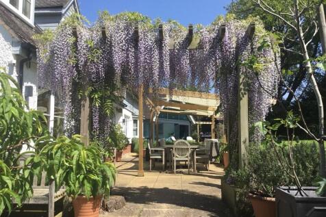 Patio / Wisteria