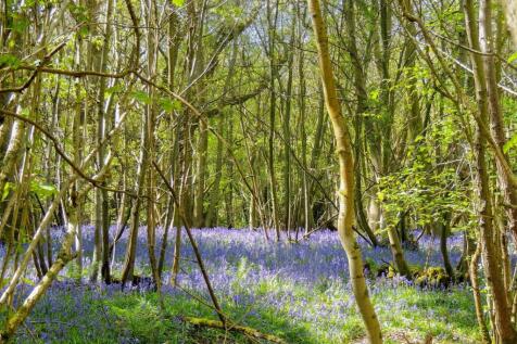 Bluebells