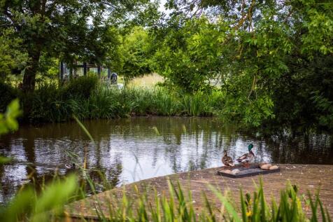 Duck Pond