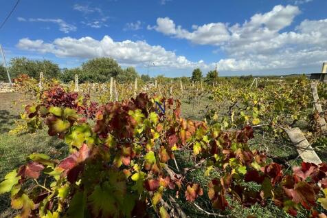 Vineyard