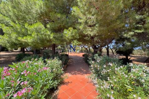 Pine grove