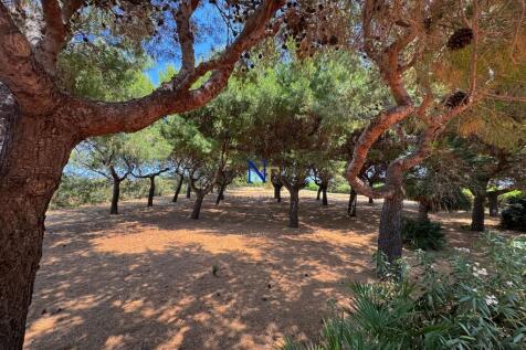Pine grove