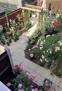 Vendors Earlier Photos Of Garden