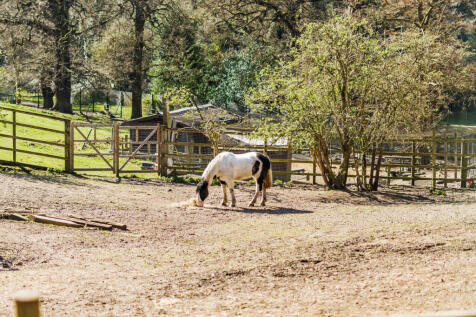 Animal Park