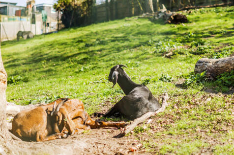 Animal Park