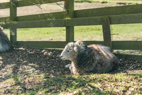 Animal Park
