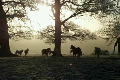 Bulstrode Park