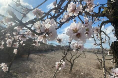 almond blossom