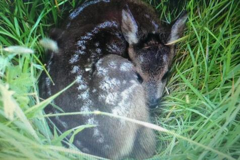 Wildlife Visitor
