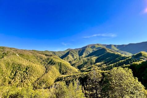 the view