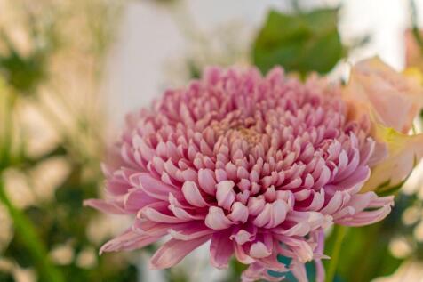 Flowerq