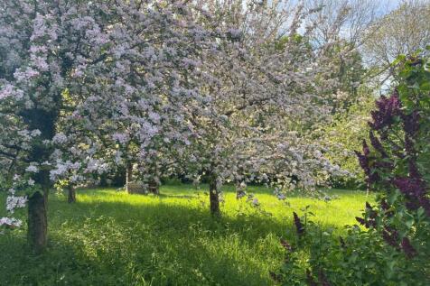 Orchard