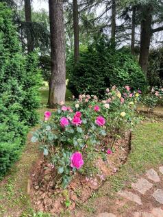 Garden detail