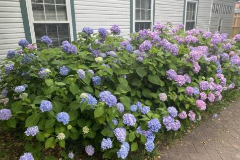 Property Image 54