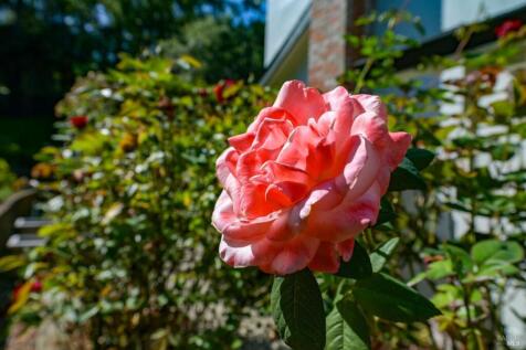 Property Image 55