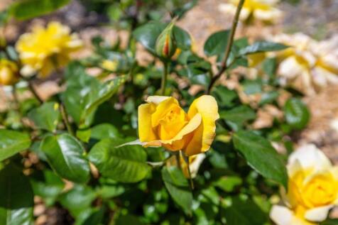 Property Image 101