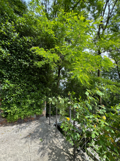 Outdoor terrace