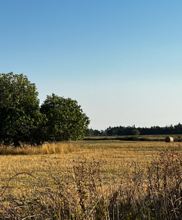 Land sde view 