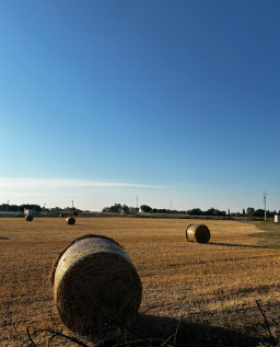 Land view