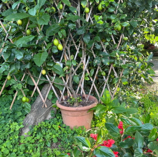 Garden details