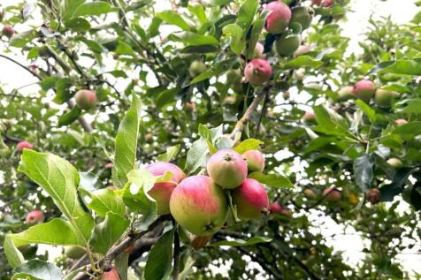 Apples.jpg