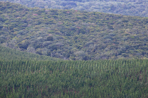 Views of the forest