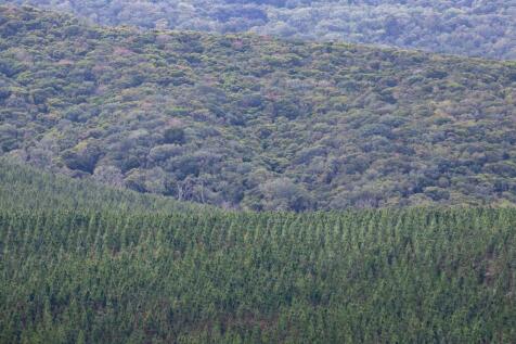 Views of the forest