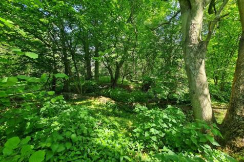 Wooded glade.jpg