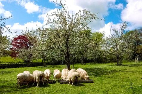 Orchard