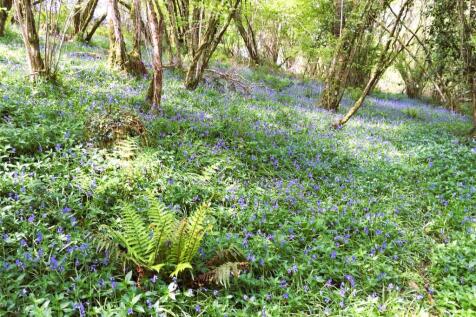 Woodland