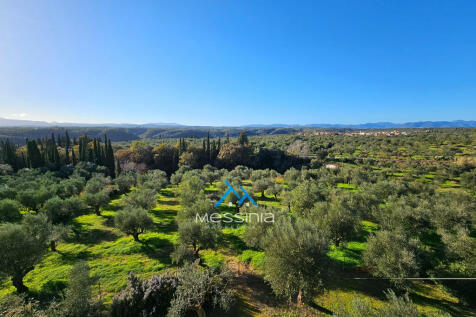 The olive grove 