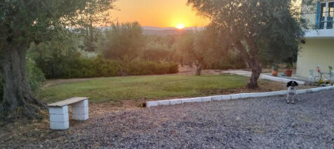 Garden at sunset