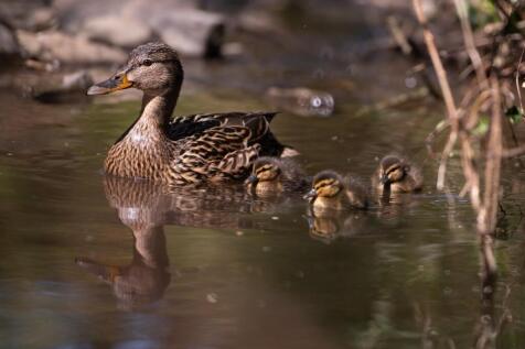 heidi 04.04.21-062.JPG