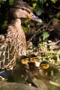 heidi 04.04.21-117.JPG