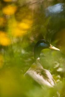 Katie blubells 2020-15.JPG