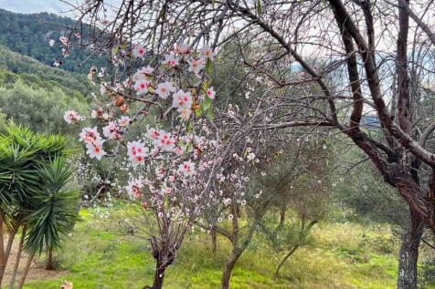 17-Andratx-Dorfhaus im Fincastil-kaufen-mandelbaum
